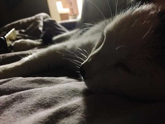 Сновидение о кошке, которая мяукает